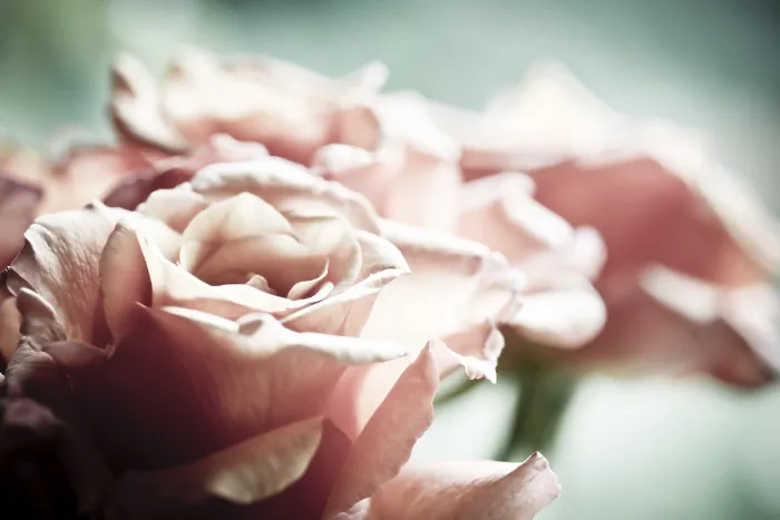 Framed Print : Roses (Rosa) Print by ImageBROKER Framed Print : Roses (Rosa) Print by ImageBROKER