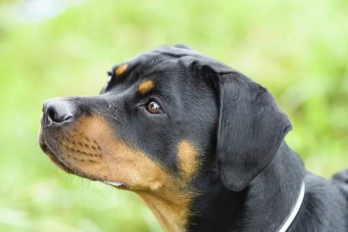 Framed Print : Rottweiler Print Framed Print : Rottweiler Print