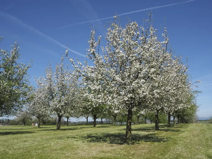 Framed Print : Print of Blooming Apple Trees in a Swiss Meadow Framed Print : Print of Blooming Apple Trees in a Swiss Meadow