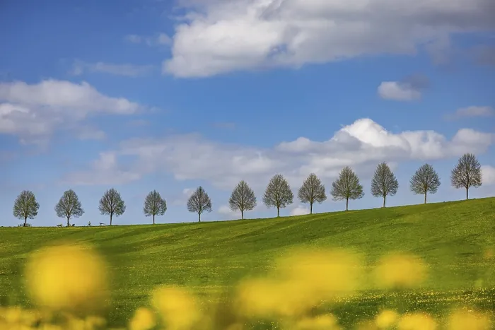 Framed Print : Row of Trees on a Hill in Spring Print, Waldenbuch, Germany Framed Print : Row of Trees on a Hill in Spring Print, Waldenbuch, Germany