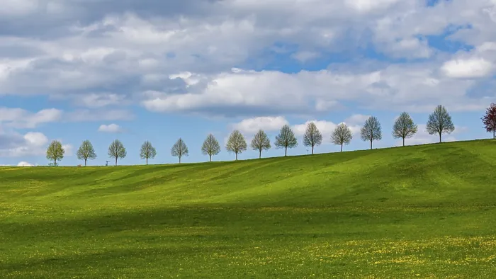 Framed Print : Row of Trees on a Hill in Spring Print, Waldenbuch, Germany Framed Print : Row of Trees on a Hill in Spring Print, Waldenbuch, Germany