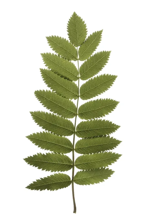 Framed Print : Rowan Tree Leaf Print on White Background Framed Print : Rowan Tree Leaf Print on White Background
