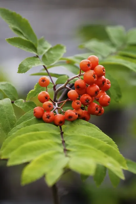 Framed Print : Rowanberries Print by imageBROKER Framed Print : Rowanberries Print by imageBROKER