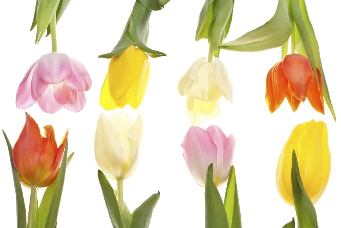 Framed Print : Colourful Tulip Rows Print Framed Print : Colourful Tulip Rows Print