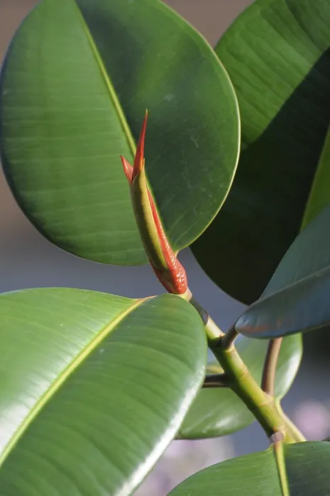 Framed Print : Rubber Tree Branch and Leaf Print Framed Print : Rubber Tree Branch and Leaf Print