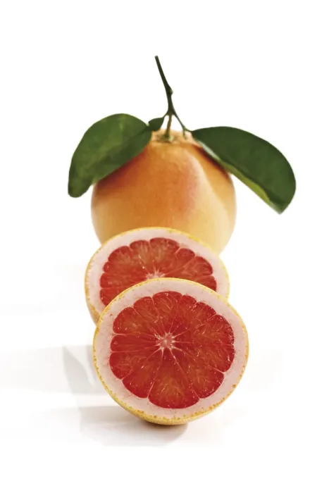 Framed Print : Ruby Red Grapefruit Print Framed Print : Ruby Red Grapefruit Print