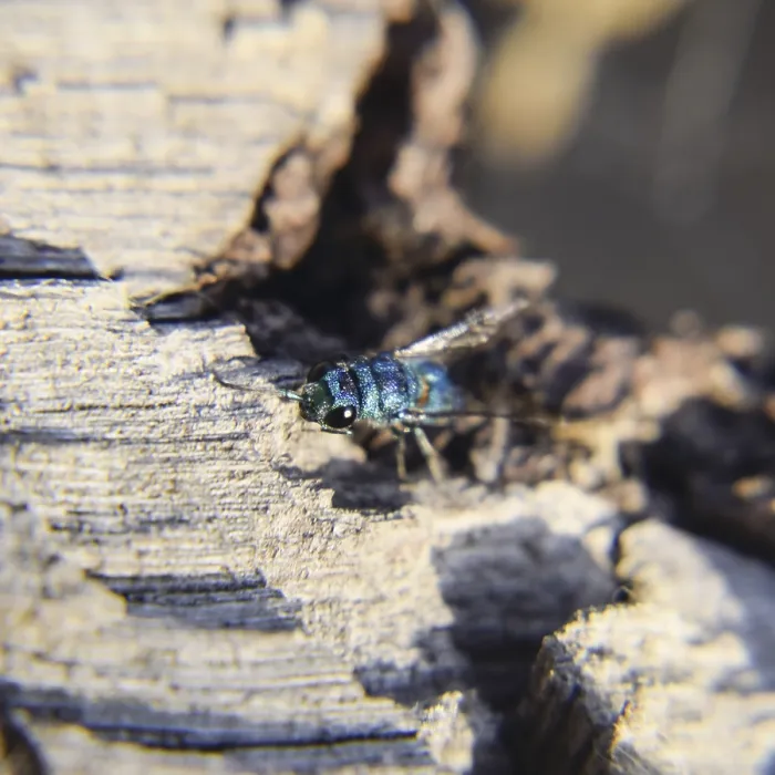 Framed Print : The Ruby-tailed Wasp Chrysis ignita Print