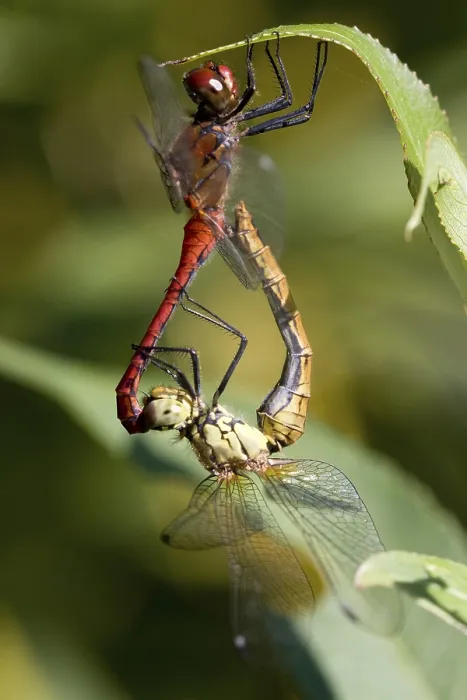 Framed Print : Ruddy Darter Print - Odonata Insect