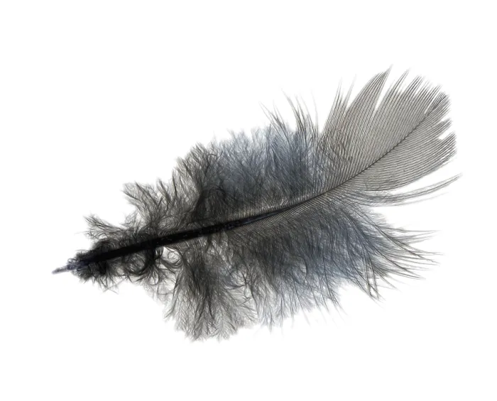 Framed Print : Ruffled Feather Print - Isolated on White Background Framed Print : Ruffled Feather Print - Isolated on White Background