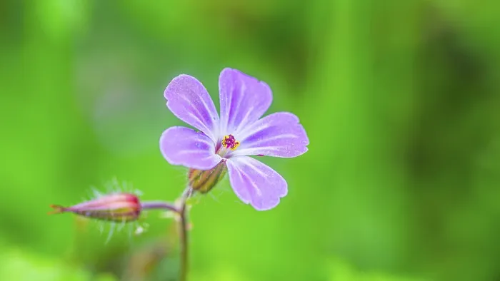 Framed Print : Ruprechtskraut (Geranium robertianum) Print, Germany