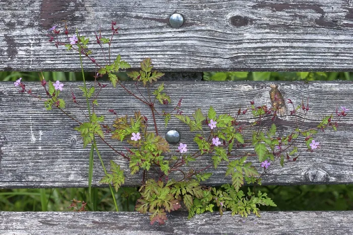 Framed Print : Ruprechtskraut, Herb Robert Print - Bavaria, Germany Framed Print : Ruprechtskraut, Herb Robert Print - Bavaria, Germany
