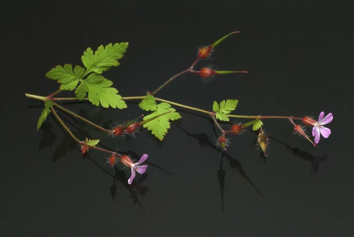 Framed Print : Ruprechtskraut Print - Herb Robert (Geranium robertianum) Framed Print : Ruprechtskraut Print - Herb Robert (Geranium robertianum)