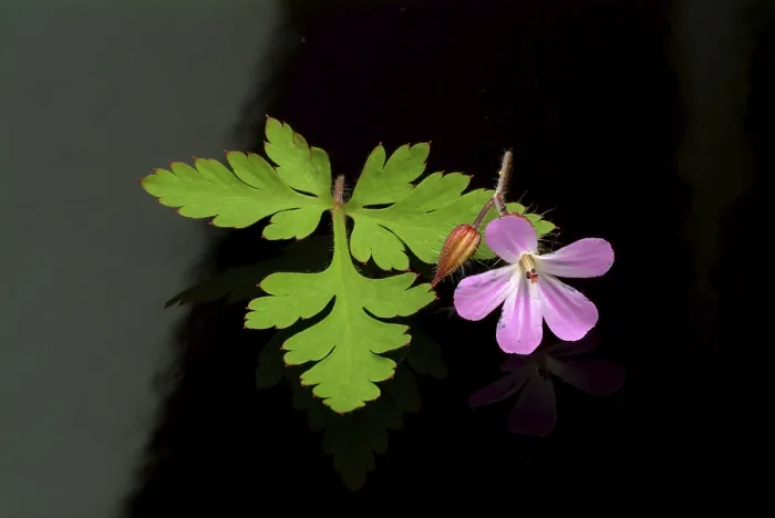 Framed Print : Ruprechtskraut Print - Geranium robertianum Framed Print : Ruprechtskraut Print - Geranium robertianum