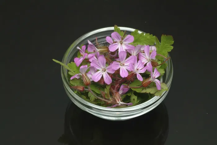 Framed Print : Ruprechtskraut Print - Geranium robertianum Framed Print : Ruprechtskraut Print - Geranium robertianum