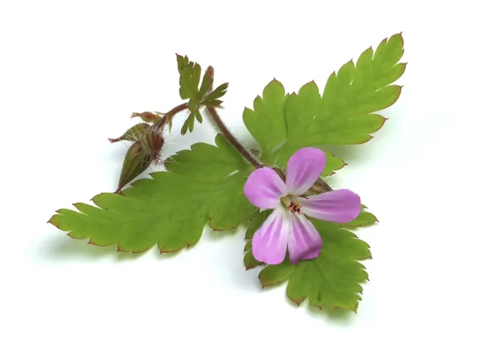 Framed Print : Ruprechtskraut Print - Herb Robert (Geranium robertianum) Framed Print : Ruprechtskraut Print - Herb Robert (Geranium robertianum)