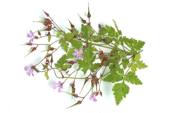 Framed Print : Ruprechtskraut Print - Herb Robert (Geranium robertianum) Framed Print : Ruprechtskraut Print - Herb Robert (Geranium robertianum)