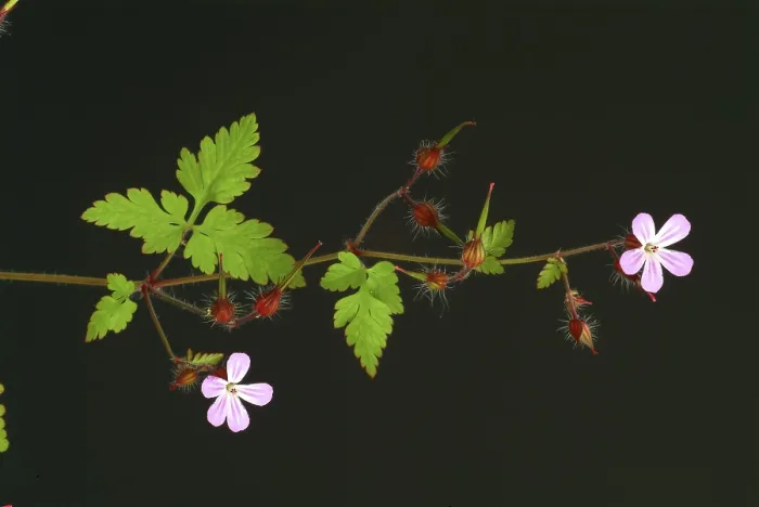 Framed Print : Ruprechtskraut Print - Geranium robertianum Framed Print : Ruprechtskraut Print - Geranium robertianum