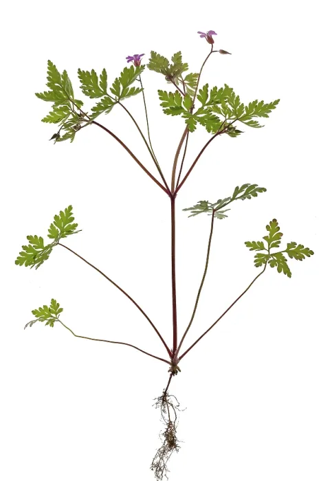 Framed Print : Ruprechtskraut or Stinking Cranesbill Print, Studio Germany Framed Print : Ruprechtskraut or Stinking Cranesbill Print, Studio Germany
