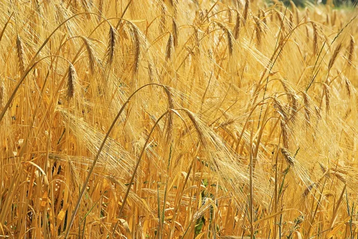 Framed Print : Rye Field Print, 10 Rye Field Framed Print : Rye Field Print, 10 Rye Field