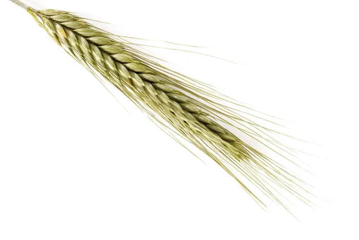 Framed Print : Rye (Secale cereale) Print Framed Print : Rye (Secale cereale) Print