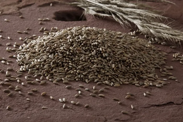 Framed Print : Rye on a Millstone Print Framed Print : Rye on a Millstone Print