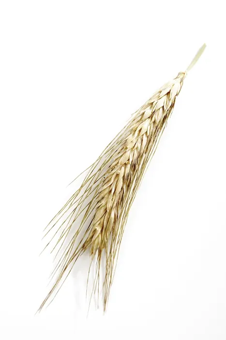 Framed Print : Rye Spike (Triticale) Print Framed Print : Rye Spike (Triticale) Print