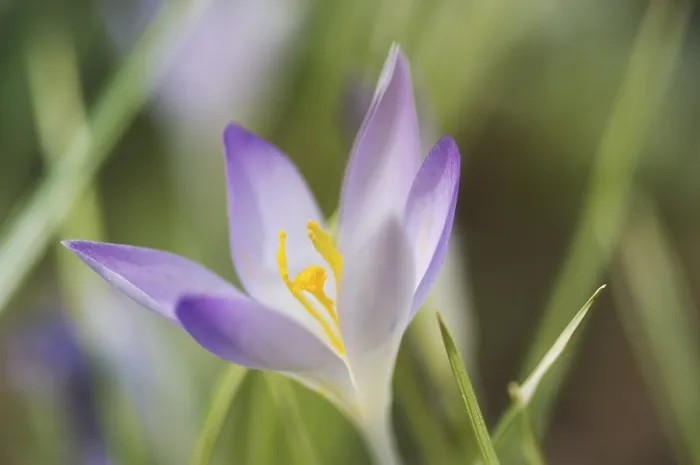 Framed Print : Saffron Crocus albiflorus Print Framed Print : Saffron Crocus albiflorus Print