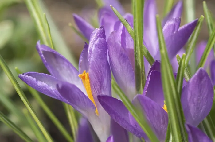 Framed Print : Saffron Crocus albiflorus Print Framed Print : Saffron Crocus albiflorus Print