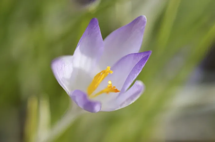 Framed Print : Saffron Crocus albiflorus Print Framed Print : Saffron Crocus albiflorus Print