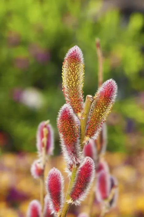 Framed Print : Salix Print: Willow Tree in Bloom Framed Print : Salix Print: Willow Tree in Bloom