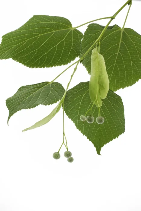 Framed Print : Linde Tree Seeds Print Framed Print : Linde Tree Seeds Print