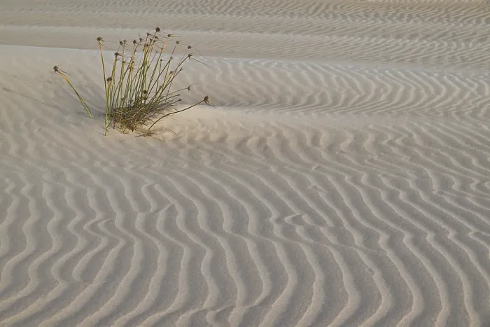 Framed Print : Abstract Sand Structure with Plant Print, Cape Verde Framed Print : Abstract Sand Structure with Plant Print, Cape Verde