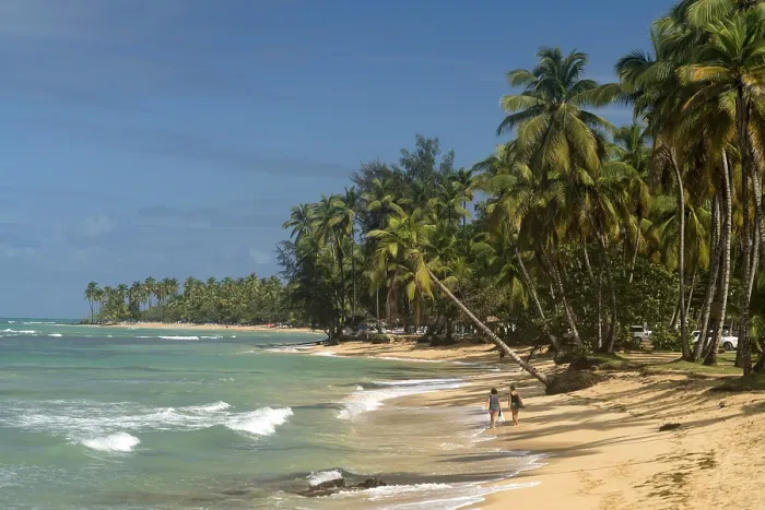 Framed Print : Las Terrenas Sandy Beach Palm Tree Print Framed Print : Las Terrenas Sandy Beach Palm Tree Print