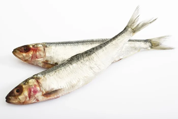 Framed Print : Sardines, pilchards Print Framed Print : Sardines, pilchards Print