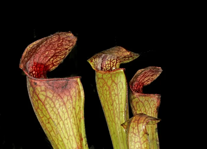 Framed Print : Sarracenia Print: Carnivorous Plant Image Framed Print : Sarracenia Print: Carnivorous Plant Image