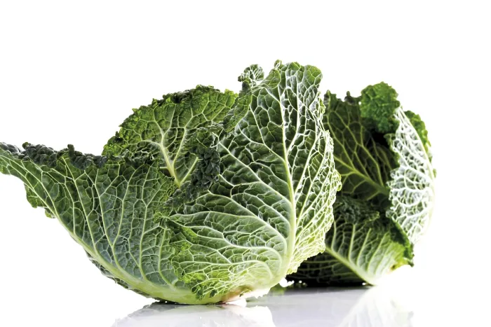 Framed Print : Savoy Cabbage Print Framed Print : Savoy Cabbage Print