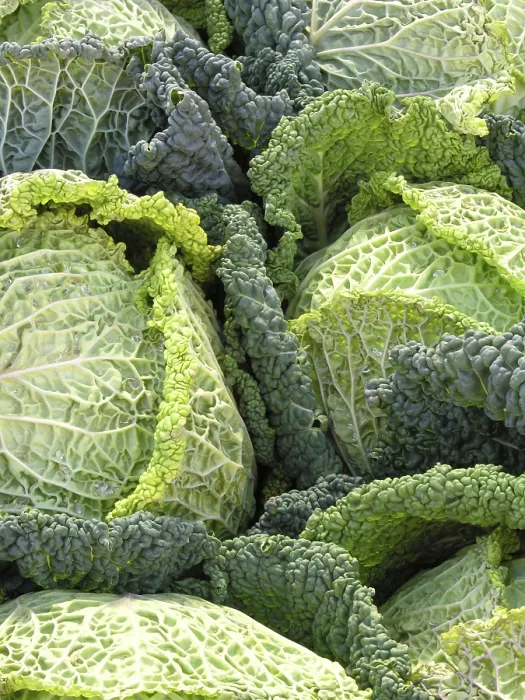 Framed Print : Savoy Cabbage Print Framed Print : Savoy Cabbage Print