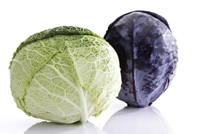 Framed Print : Savoy Cabbage and Red Cabbage Print Framed Print : Savoy Cabbage and Red Cabbage Print