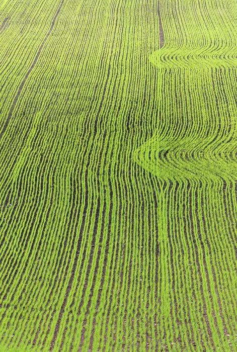 Framed Print : Saw Field with Patterns in Spring Print Framed Print : Saw Field with Patterns in Spring Print