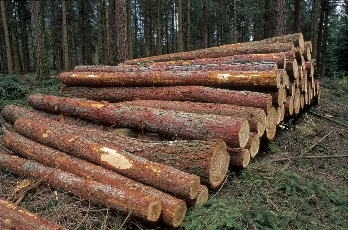 Framed Print : Sawed Tree Trunks Print, Coniferous Forest Framed Print : Sawed Tree Trunks Print, Coniferous Forest