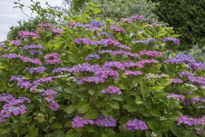 Framed Print : Sawn Hydrangea (Hydrangea serrata) Print, Germany Framed Print : Sawn Hydrangea (Hydrangea serrata) Print, Germany