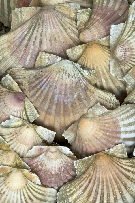 Framed Print : Scallops, seashells Print from the Ocean Floor Framed Print : Scallops, seashells Print from the Ocean Floor
