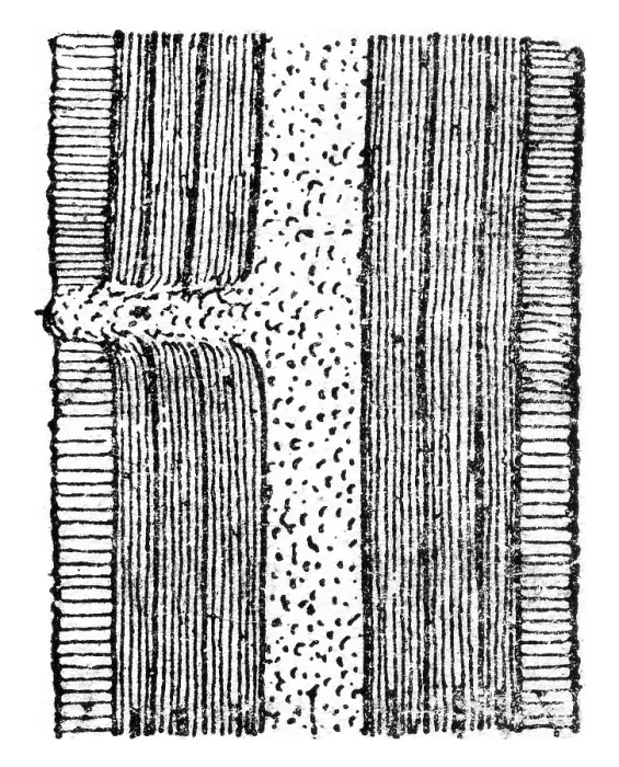 Framed Print : Schematic Longitudinal Section Print of a Dormant Bud