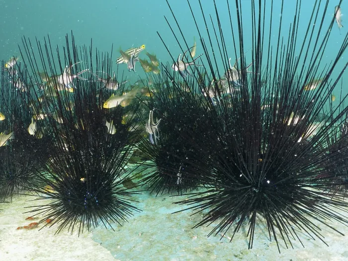 Framed Print : Cardinalfish in Diadema Sea Urchin Print Framed Print : Cardinalfish in Diadema Sea Urchin Print