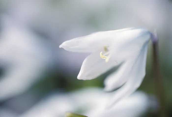 Framed Print : Scilla alba in Bloom Print Framed Print : Scilla alba in Bloom Print