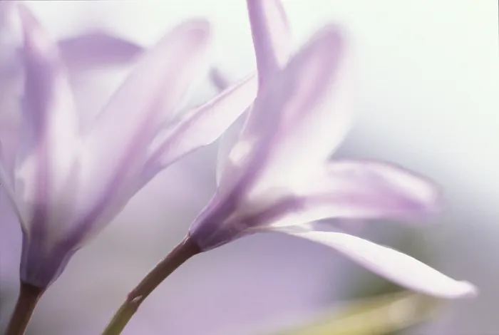 Framed Print : Scilla alba in Bloom Print Framed Print : Scilla alba in Bloom Print