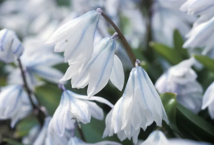 Framed Print : Scilla alba in Bloom Print Framed Print : Scilla alba in Bloom Print