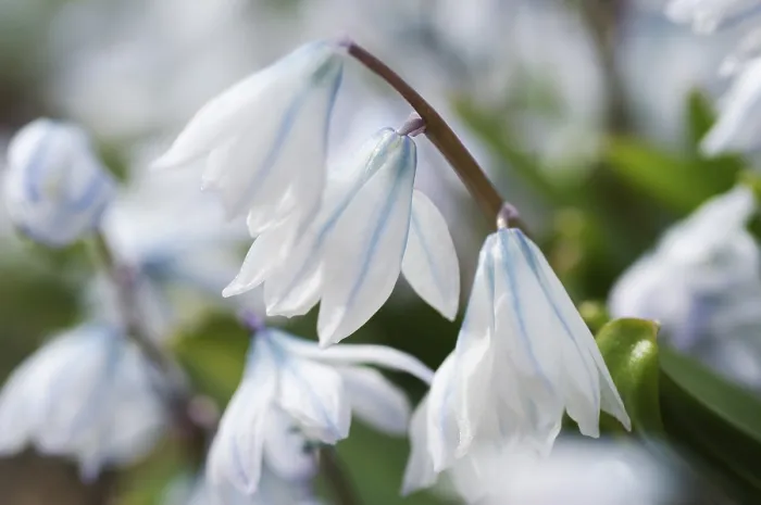 Framed Print : Scilla alba in Bloom Print Framed Print : Scilla alba in Bloom Print