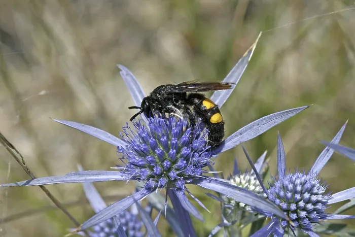 Framed Print : Scolia hirta Print, Dagger Wasp Image Framed Print : Scolia hirta Print, Dagger Wasp Image