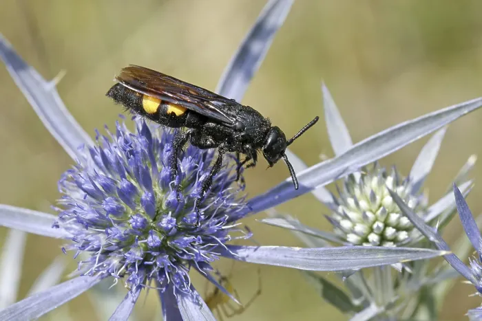 Framed Print : Scolia hirta Print, Dagger Wasp Scolia hirta Image Framed Print : Scolia hirta Print, Dagger Wasp Scolia hirta Image